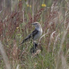 Lalage tricolor (White-winged Triller) at Illilanga & Baroona - 27 Nov 2011 by Illilanga