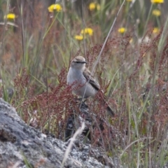 Lalage tricolor at Michelago, NSW - 27 Nov 2011 11:17 AM