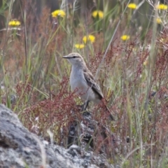 Lalage tricolor at Michelago, NSW - 27 Nov 2011 11:17 AM