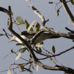 Lalage tricolor at Michelago, NSW - 9 Jan 2019 05:08 PM