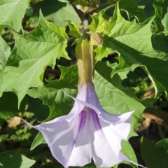 Datura stramonium (Common Thornapple) at Wyndham, NSW - 25 Apr 2020 by JoyGeorgeson