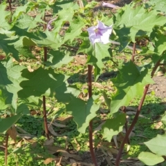 Datura stramonium at Wyndham, NSW - 25 Apr 2020