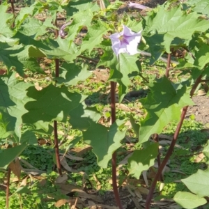 Datura stramonium at Wyndham, NSW - 25 Apr 2020