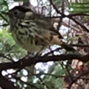 Pyrrholaemus sagittatus at Lower Boro, NSW - 26 Apr 2020 12:55 PM