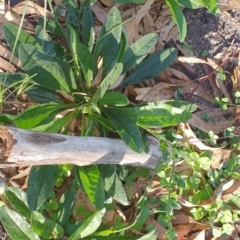 Hackelia suaveolens (Sweet Hounds Tongue) at Wyndham, NSW - 25 Apr 2020 by JoyGeorgeson