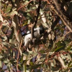 Lalage tricolor (White-winged Triller) at Michelago, NSW - 26 Dec 2011 by Illilanga