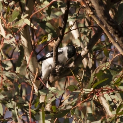 Lalage tricolor (White-winged Triller) at Michelago, NSW - 26 Dec 2011 by Illilanga