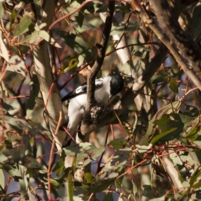 Lalage tricolor (White-winged Triller) at Illilanga & Baroona - 26 Dec 2011 by Illilanga