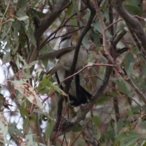 Lalage tricolor at Michelago, NSW - 26 Dec 2011 07:29 PM