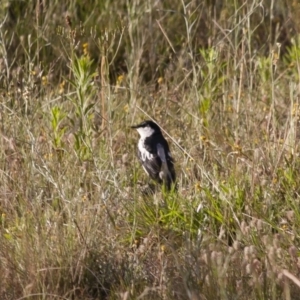 Lalage tricolor at Michelago, NSW - 26 Dec 2011 07:29 PM