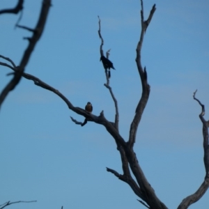 Falco longipennis at Deakin, ACT - 23 Apr 2020