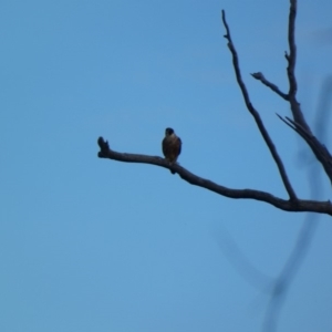 Falco longipennis at Deakin, ACT - 23 Apr 2020