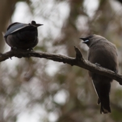 Artamus cyanopterus cyanopterus (Dusky Woodswallow) at Michelago, NSW - 28 Nov 2011 by Illilanga