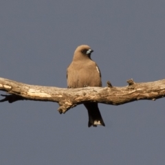 Artamus cyanopterus cyanopterus (Dusky Woodswallow) at Michelago, NSW - 26 Dec 2011 by Illilanga