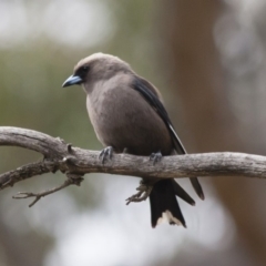 Artamus cyanopterus (Dusky Woodswallow) at Michelago, NSW - 8 Jan 2012 by Illilanga