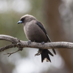 Artamus cyanopterus cyanopterus (Dusky Woodswallow) at Michelago, NSW - 7 Jan 2012 by Illilanga