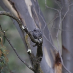 Artamus cyanopterus cyanopterus (Dusky Woodswallow) at Illilanga & Baroona - 1 Mar 2013 by Illilanga