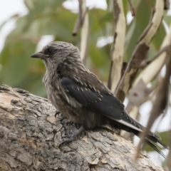 Artamus cyanopterus cyanopterus (Dusky Woodswallow) at Michelago, NSW - 23 Feb 2020 by Illilanga