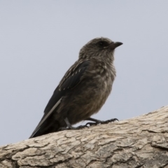 Artamus cyanopterus at Michelago, NSW - 23 Feb 2020 01:39 PM