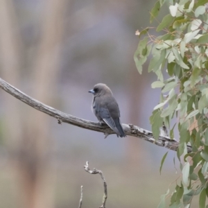 Artamus cyanopterus at Michelago, NSW - 23 Feb 2020