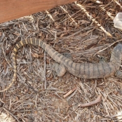 Varanus rosenbergi (Heath or Rosenberg's Monitor) at Illilanga & Baroona - 27 Jan 2020 by Illilanga