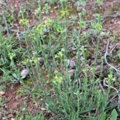 Pimelea curviflora (Curved Rice-flower) at Majura, ACT - 26 Apr 2020 by Sarah2019