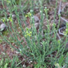 Pimelea curviflora at Majura, ACT - 26 Apr 2020