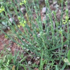 Pimelea curviflora at Majura, ACT - 26 Apr 2020