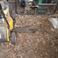 Varanus rosenbergi (Heath or Rosenberg's Monitor) at Michelago, NSW - 16 Jan 2020 by Illilanga