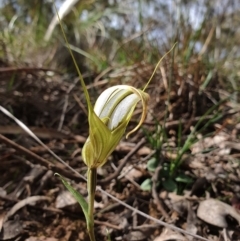 Diplodium ampliatum (Large Autumn Greenhood) at Mount Jerrabomberra QP - 26 Apr 2020 by shoko