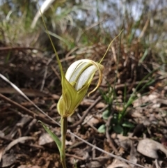 Diplodium ampliatum (Large Autumn Greenhood) at Jerrabomberra, NSW - 26 Apr 2020 by shoko