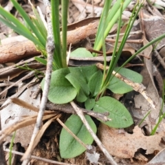 Diplodium ampliatum at Jerrabomberra, NSW - suppressed