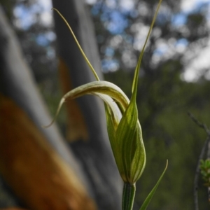 Diplodium ampliatum at Jerrabomberra, NSW - suppressed