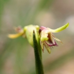 Corunastylis cornuta (Horned Midge Orchid) at Mount Jerrabomberra QP - 26 Apr 2020 by shoko