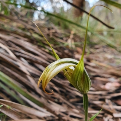 Diplodium ampliatum (Large Autumn Greenhood) at Jerrabomberra, NSW - 26 Apr 2020 by shoko