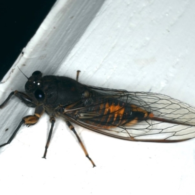 Yoyetta robertsonae (Clicking Ambertail) at Ainslie, ACT - 18 Dec 2019 by jbromilow50