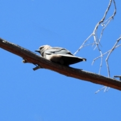 Artamus cyanopterus cyanopterus (Dusky Woodswallow) at Wanniassa Hill - 25 Apr 2020 by RodDeb