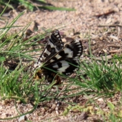 Apina callisto at Macarthur, ACT - 25 Apr 2020 02:10 PM