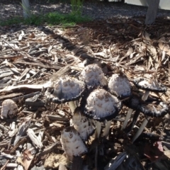 Coprinus comatus (Shaggy Ink Cap) at Campbell, ACT - 23 Apr 2020 by JanetRussell