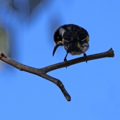 Phylidonyris novaehollandiae (New Holland Honeyeater) at Macarthur, ACT - 25 Apr 2020 by RodDeb