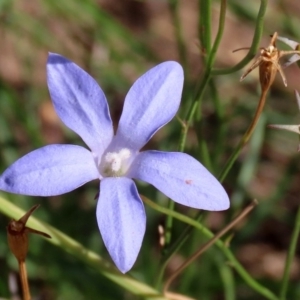 Wahlenbergia capillaris at Macarthur, ACT - 25 Apr 2020 02:43 PM