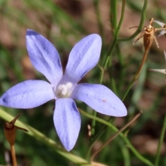 Wahlenbergia capillaris (Tufted Bluebell) at Macarthur, ACT - 25 Apr 2020 by RodDeb