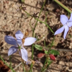 Wahlenbergia capillaris at Macarthur, ACT - 25 Apr 2020 02:43 PM