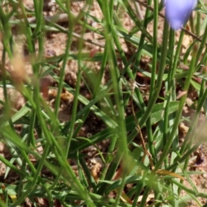 Wahlenbergia capillaris at Macarthur, ACT - 25 Apr 2020