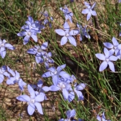Wahlenbergia capillaris at Macarthur, ACT - 25 Apr 2020