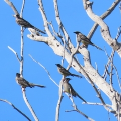 Anthochaera carunculata (Red Wattlebird) at Wanniassa Hill - 25 Apr 2020 by RodDeb