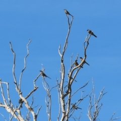 Anthochaera carunculata at Macarthur, ACT - 25 Apr 2020