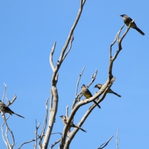 Anthochaera carunculata at Macarthur, ACT - 25 Apr 2020