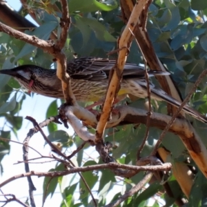 Anthochaera carunculata at Macarthur, ACT - 25 Apr 2020