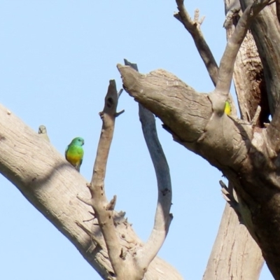 Psephotus haematonotus (Red-rumped Parrot) at Wanniassa Hill - 25 Apr 2020 by RodDeb